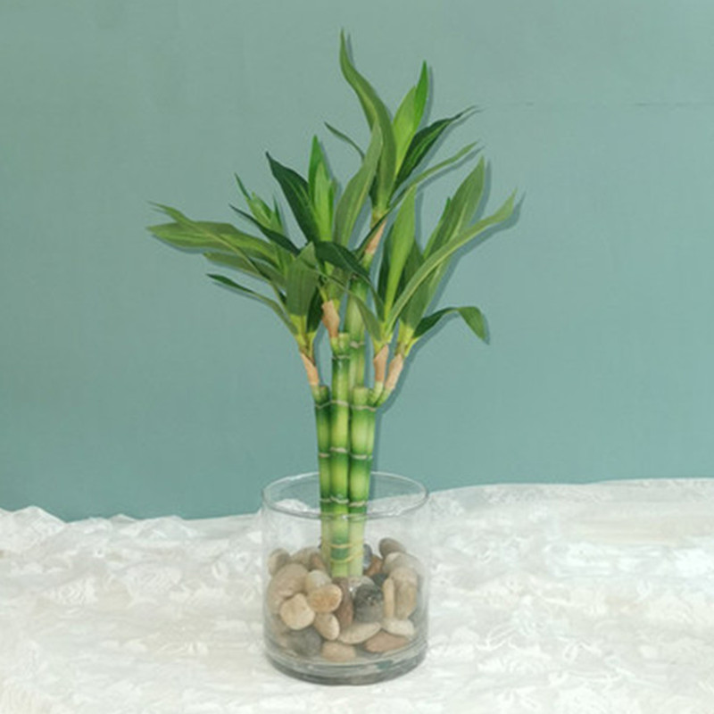 Aquarium Fish Gallery - Mới 40Cm RFtificial May Mắn Tre