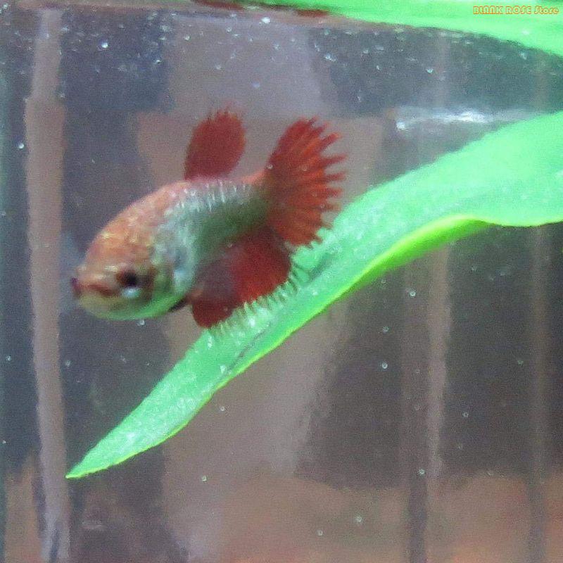 Aquarium Fish Beautiful - K1AE Bể Cá Vật Có Trang