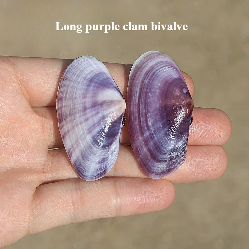 Aquarium Fish Gallery - Long Purple Clam Natural Conch Purple