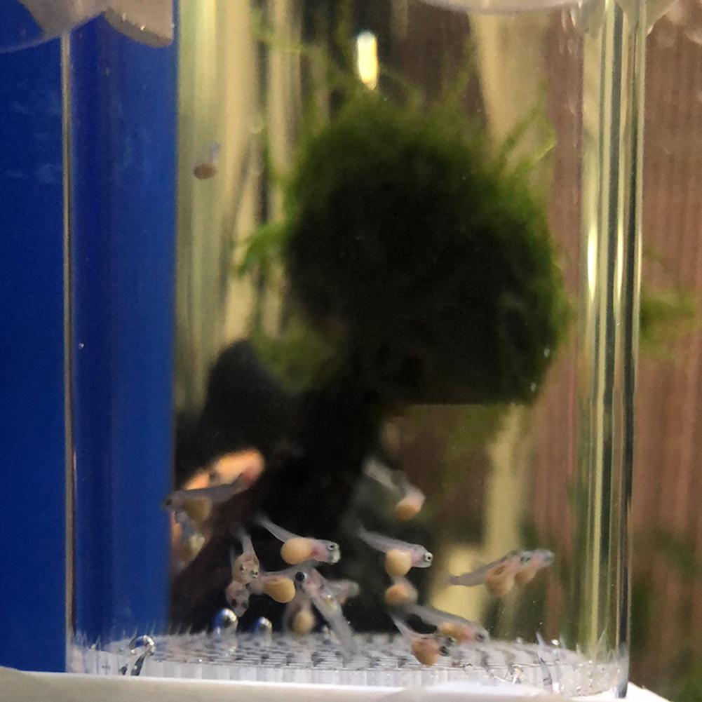 Aquarium Fish Cichlid - 40mm Tumbler Incubator Fish Hatchery Mouth-Brooding