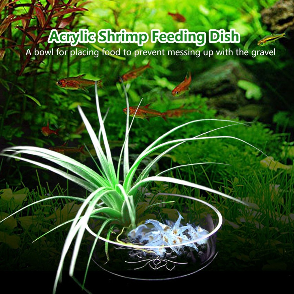 Aquarium Fish Beautiful - Acrylic Shrimp Feeding Dish Transparent Smaller