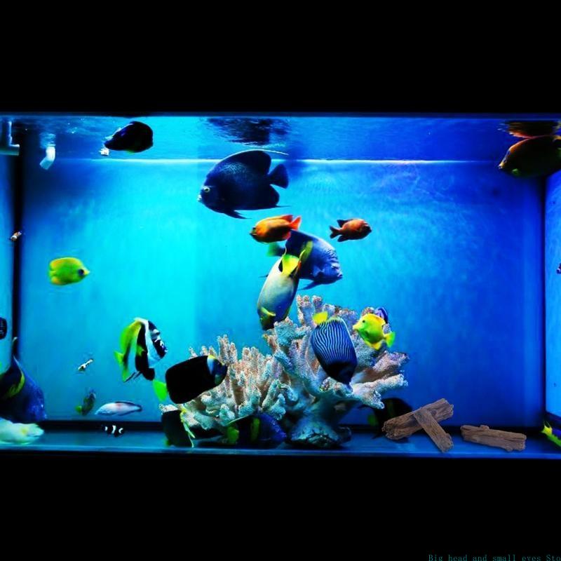 581C Stump Aquarium Trang trí  - đánh giá và giá Aquarium Fish Cichlid