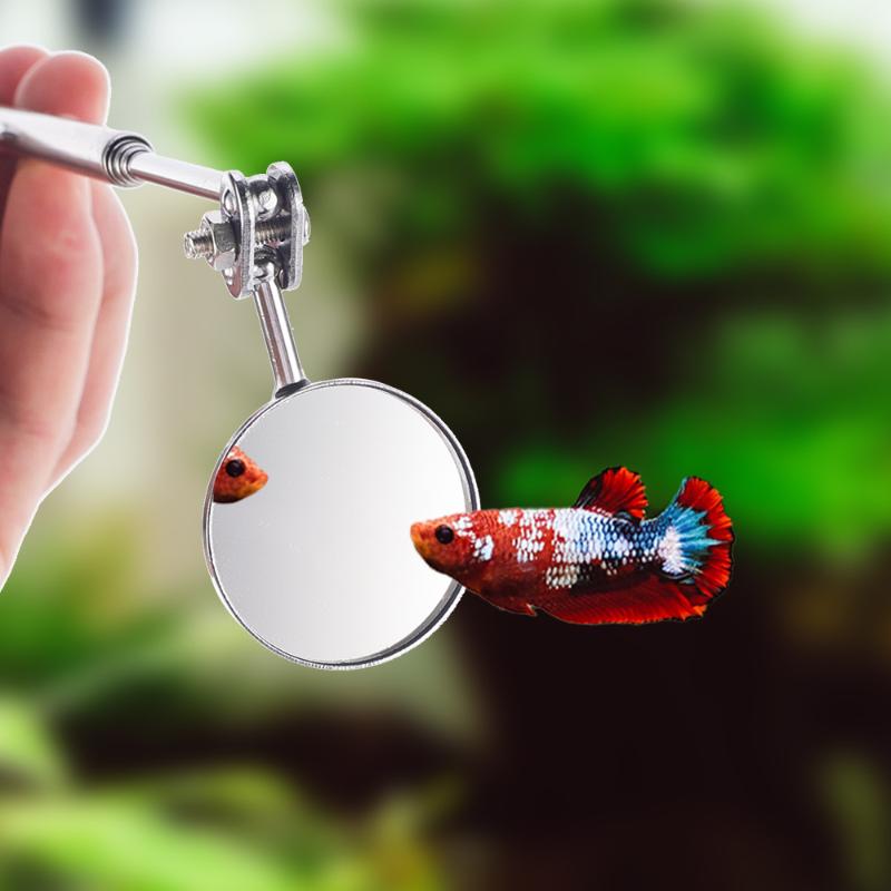 Scalable Stainless Steel Aquar - đánh giá và giá Aquarium Fish Cichlid