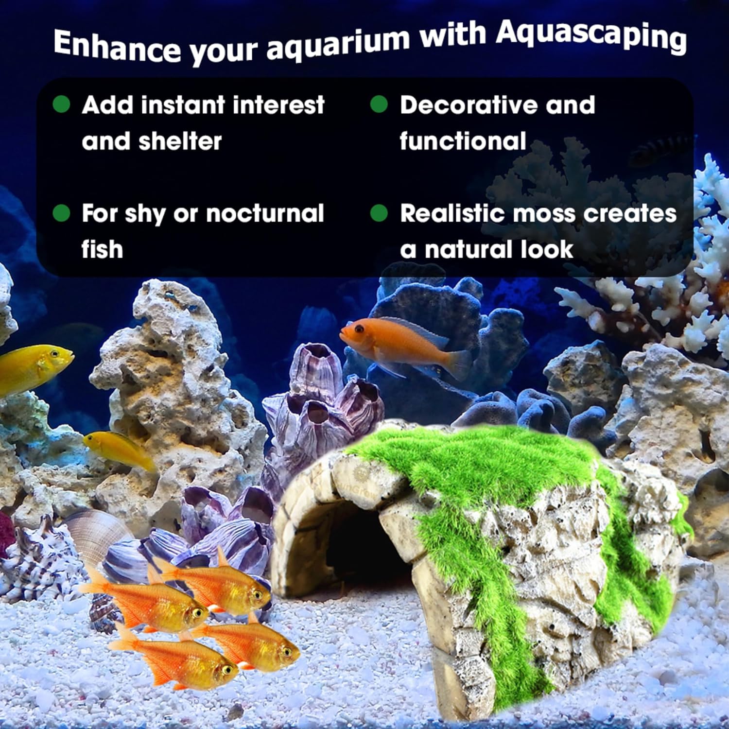Betta & Cichlid Fish Tank Aqua - đánh giá và giá Aquarium Fish Cichlid