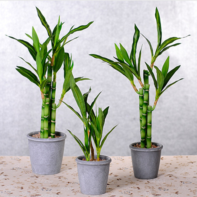 Mới 40Cm RFtificial May Mắn Tr - đánh giá và giá Aquarium Fish Gallery