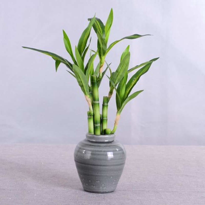 Mới 40Cm RFtificial May Mắn Tr - đánh giá và giá Aquarium Fish Gallery