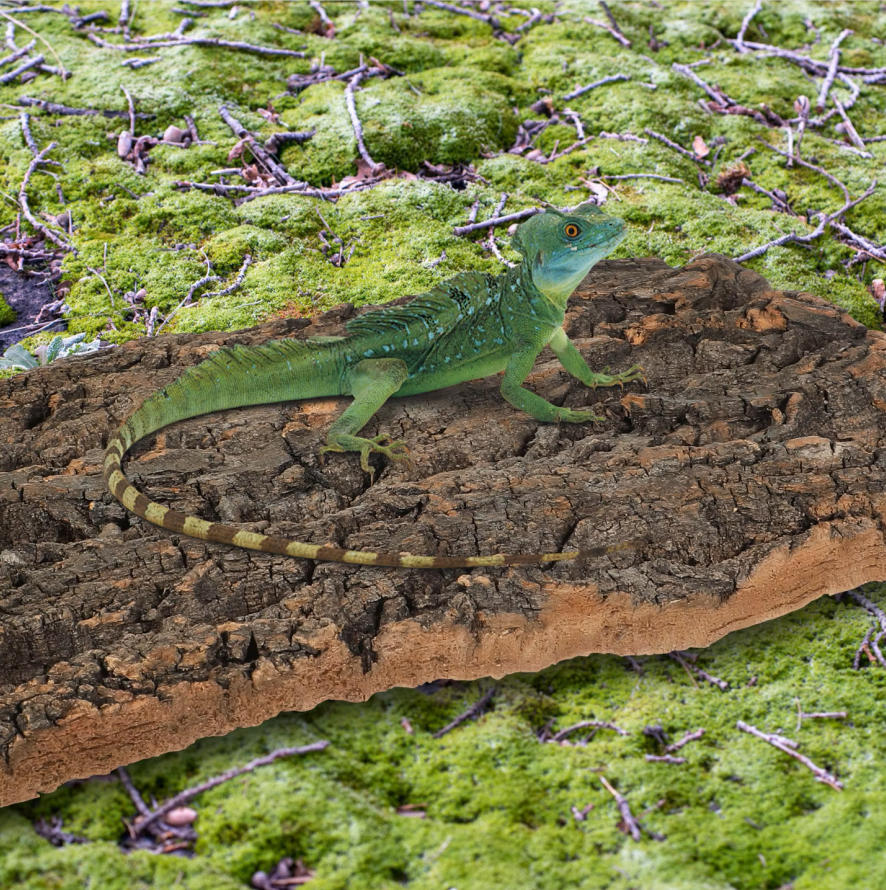 1pc Cork Bark Reptile Climbing - đánh giá và giá Aquarium Fish Dragon