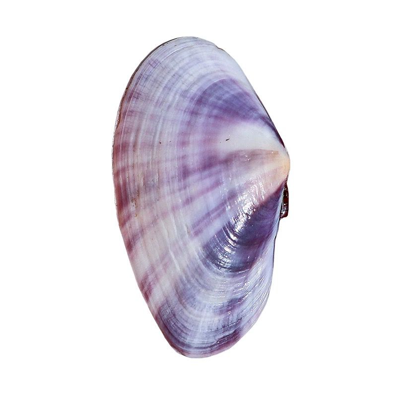 Long Purple Clam Natural Conch - đánh giá và giá Aquarium Fish Gallery