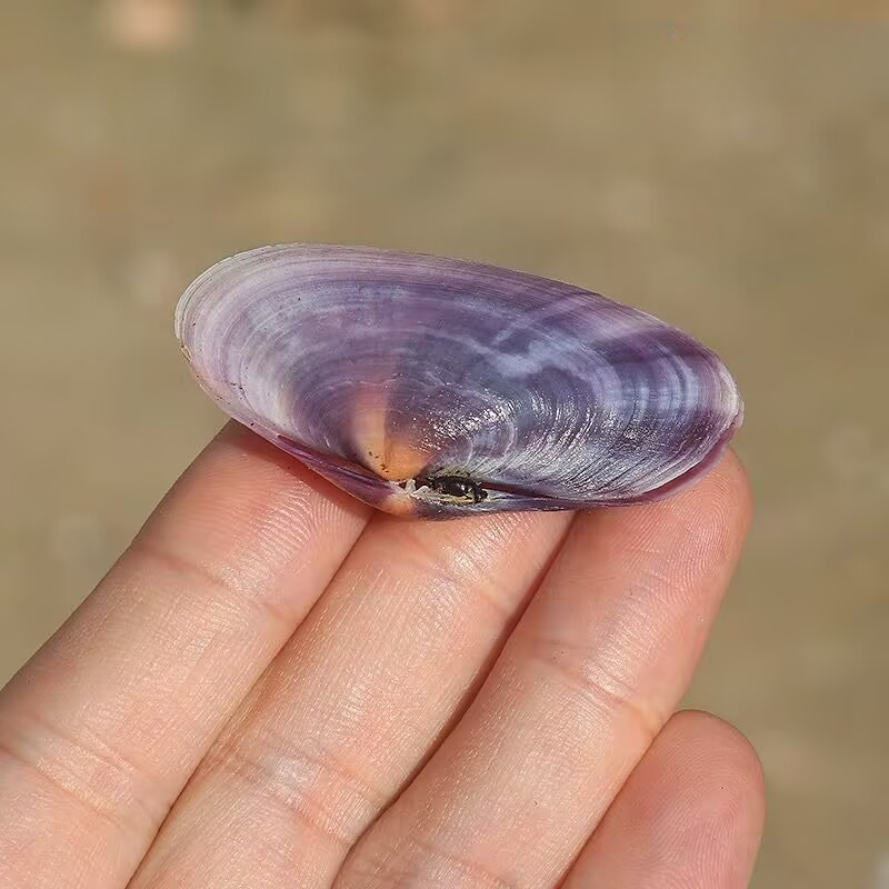 Long Purple Clam Natural Conch - đánh giá và giá Aquarium Fish Gallery