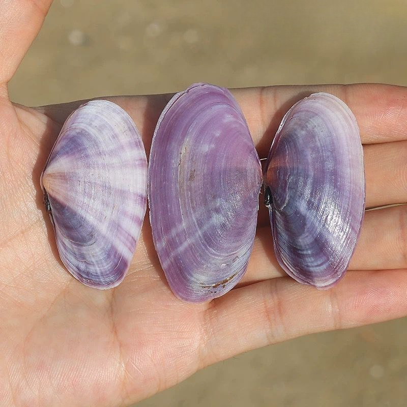 Long Purple Clam Natural Conch - đánh giá và giá Aquarium Fish Gallery