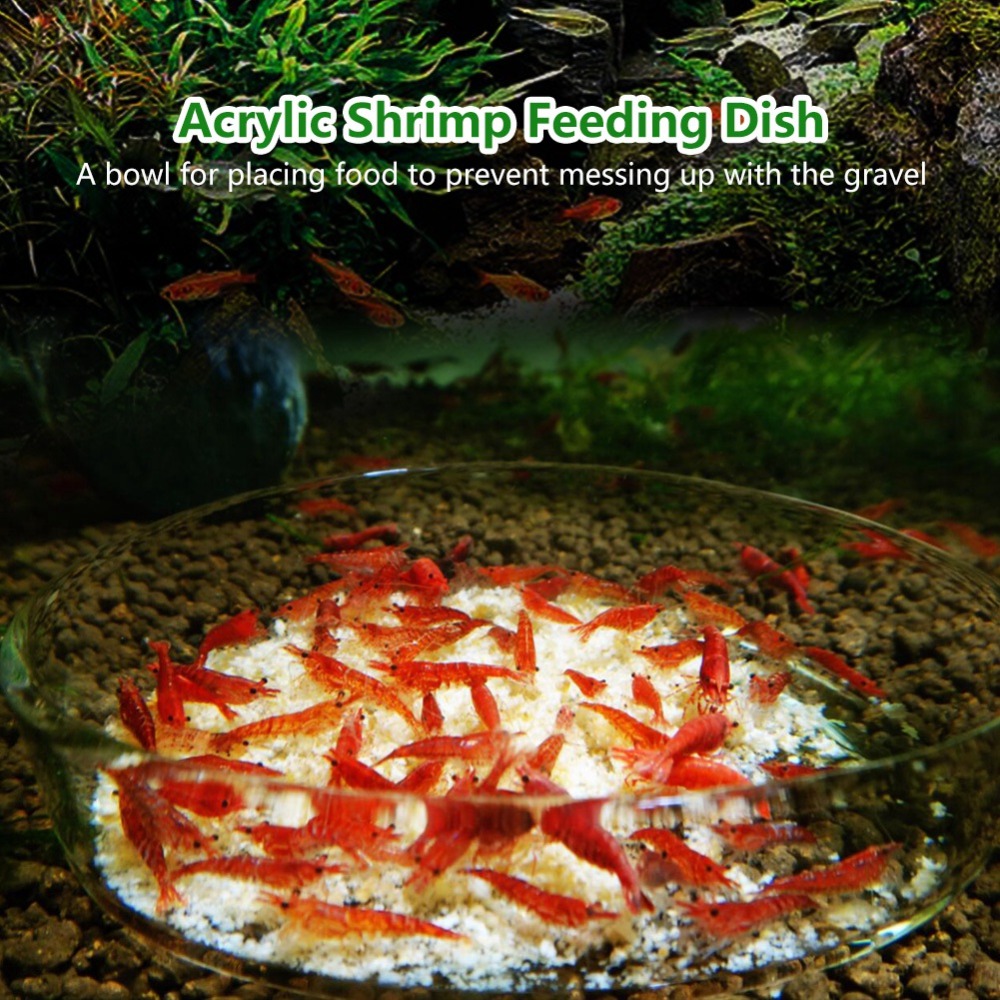 Acrylic Shrimp Feeding Dish Tr - đánh giá và giá Aquarium Fish Beautiful