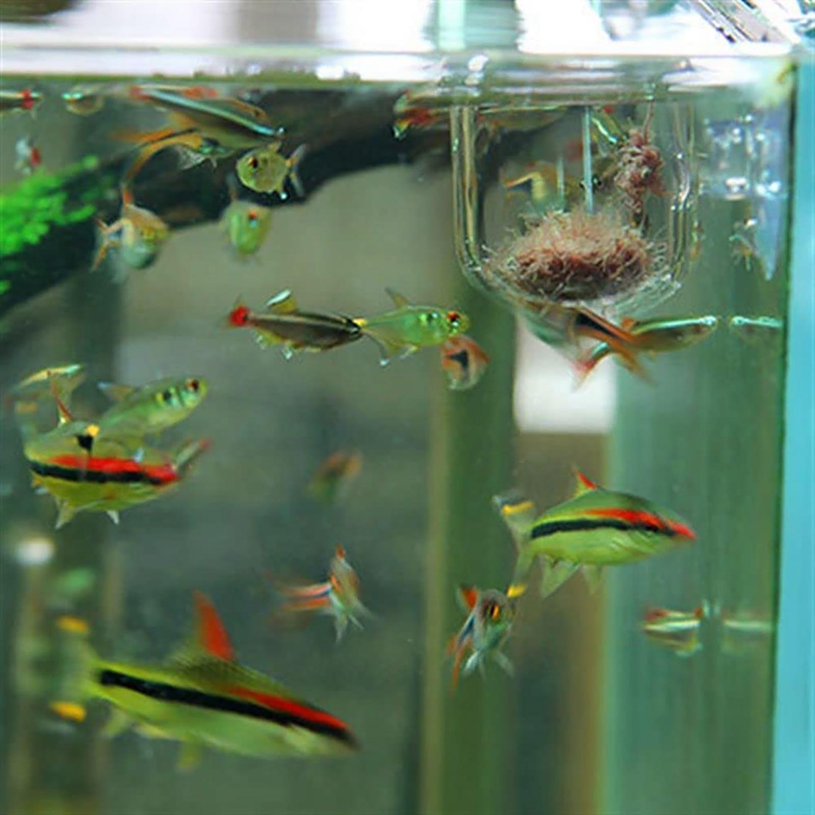 Aquarium Decoration Plant Cup  - đánh giá và giá Aquarium Fish Beautiful