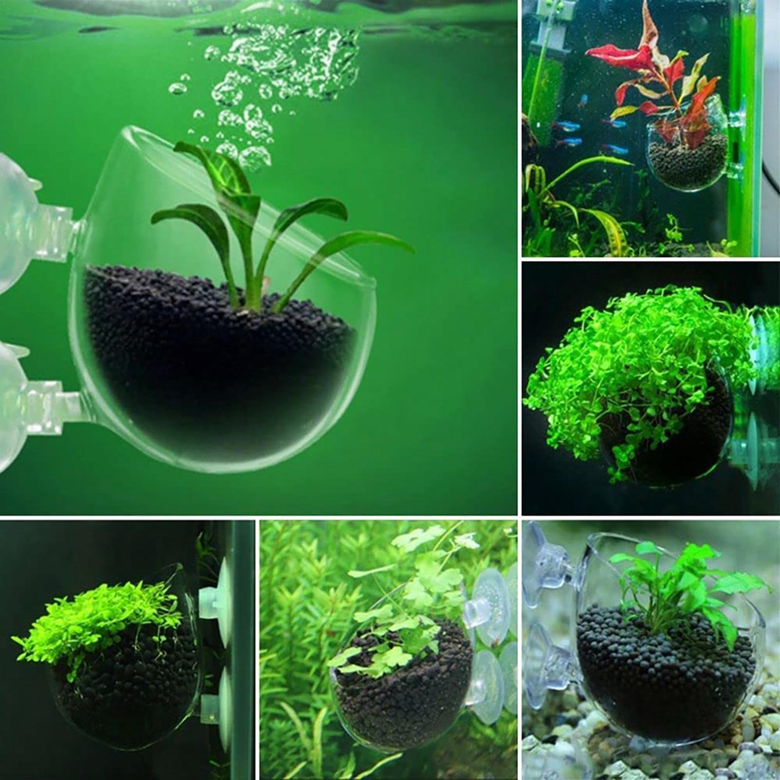 Aquarium Decoration Plant Cup  - đánh giá và giá Aquarium Fish Beautiful
