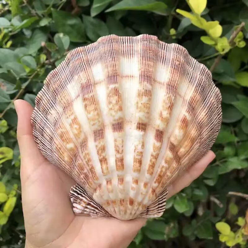 New Natural Queen Scallop Slic - đánh giá và giá Aquarium Fish Beautiful