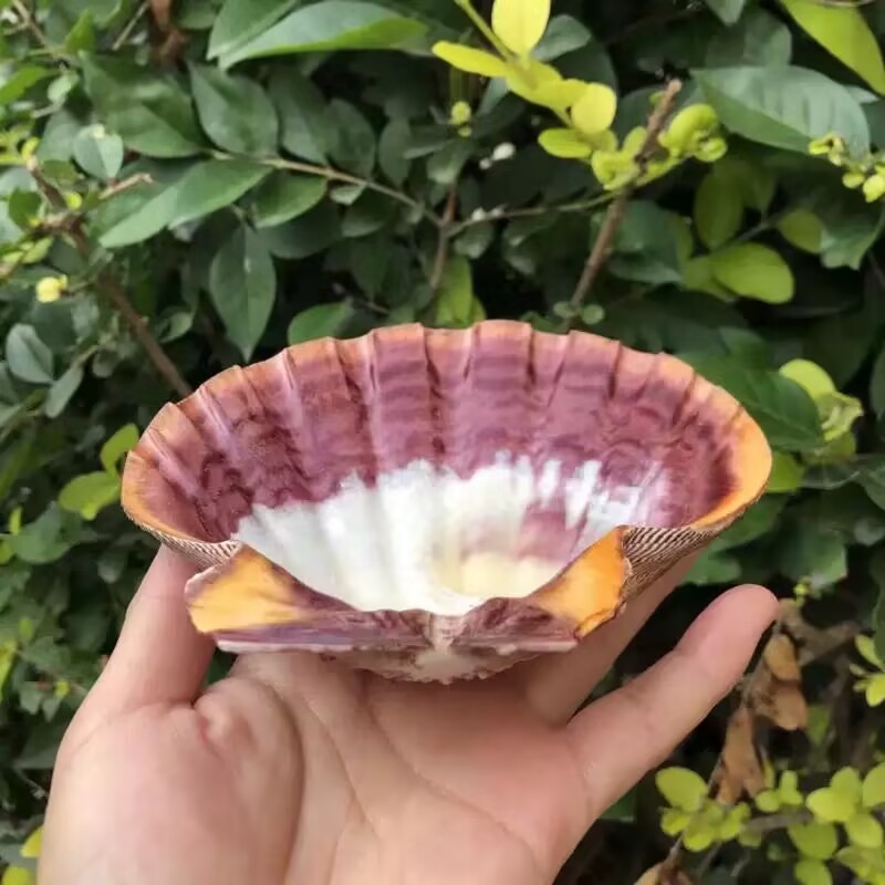 New Natural Queen Scallop Slic - đánh giá và giá Aquarium Fish Beautiful