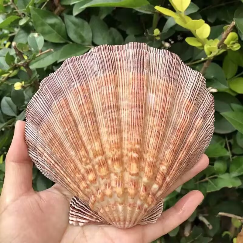 New Natural Queen Scallop Slic - đánh giá và giá Aquarium Fish Beautiful