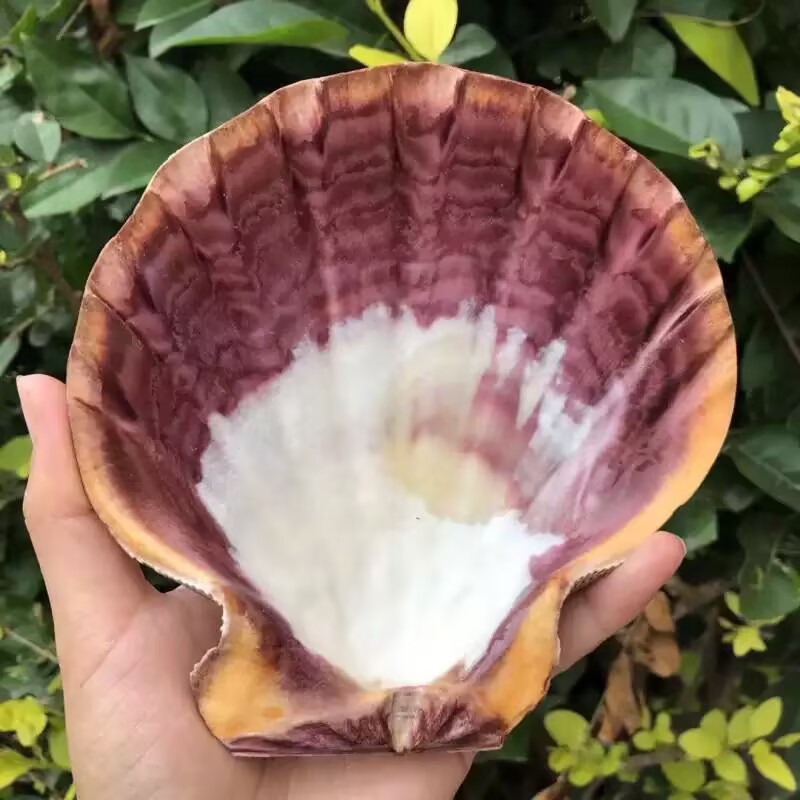 New Natural Queen Scallop Slic - đánh giá và giá Aquarium Fish Beautiful